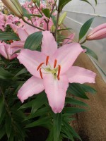 [4199 Sheila EVR No02.JPG]